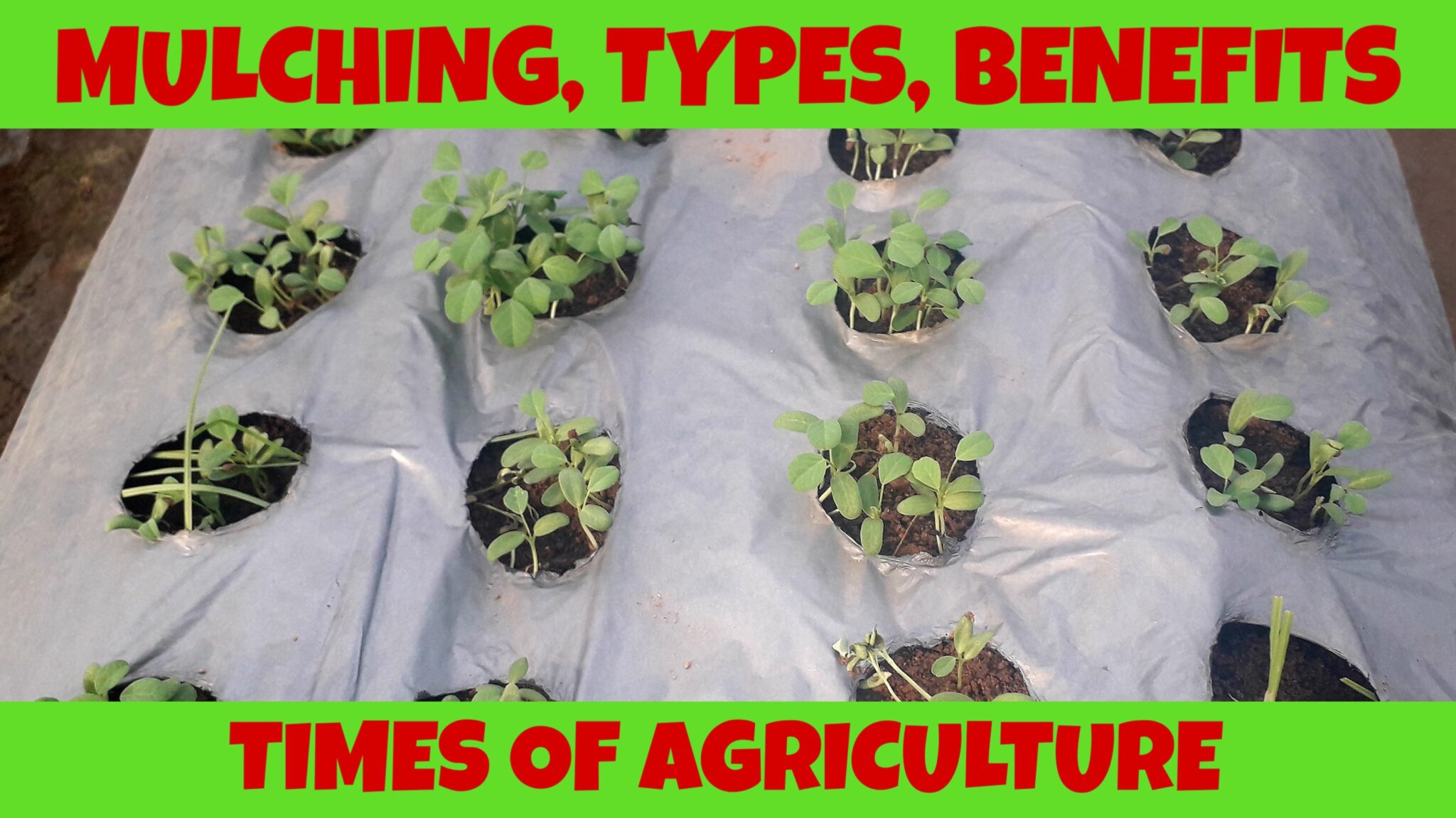 What Is Mulching Their Benefits In Agriculture Times Of Agriculture