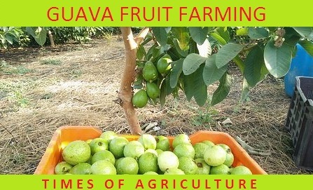 TOA GUAVA FRUIT FARMING