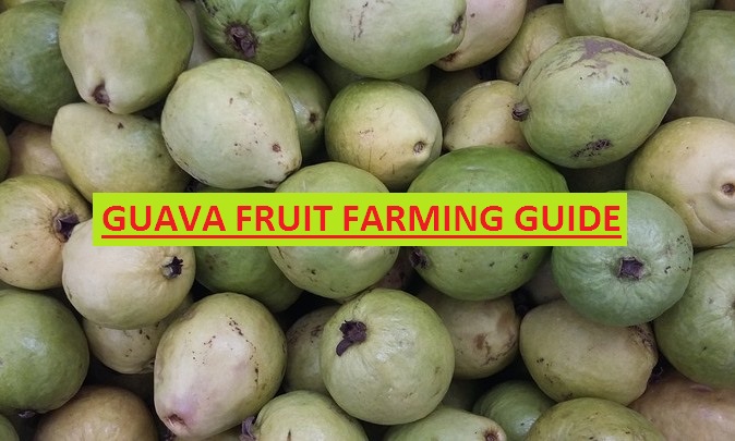 TOA GUAVA FRUIT FARMING