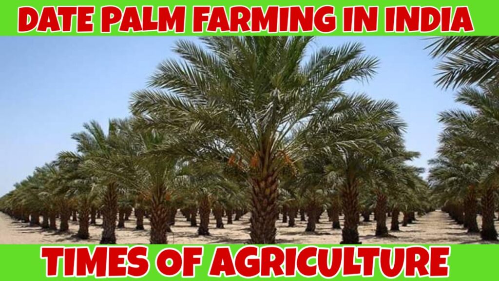 DATE PALM FARMING IN INDIA