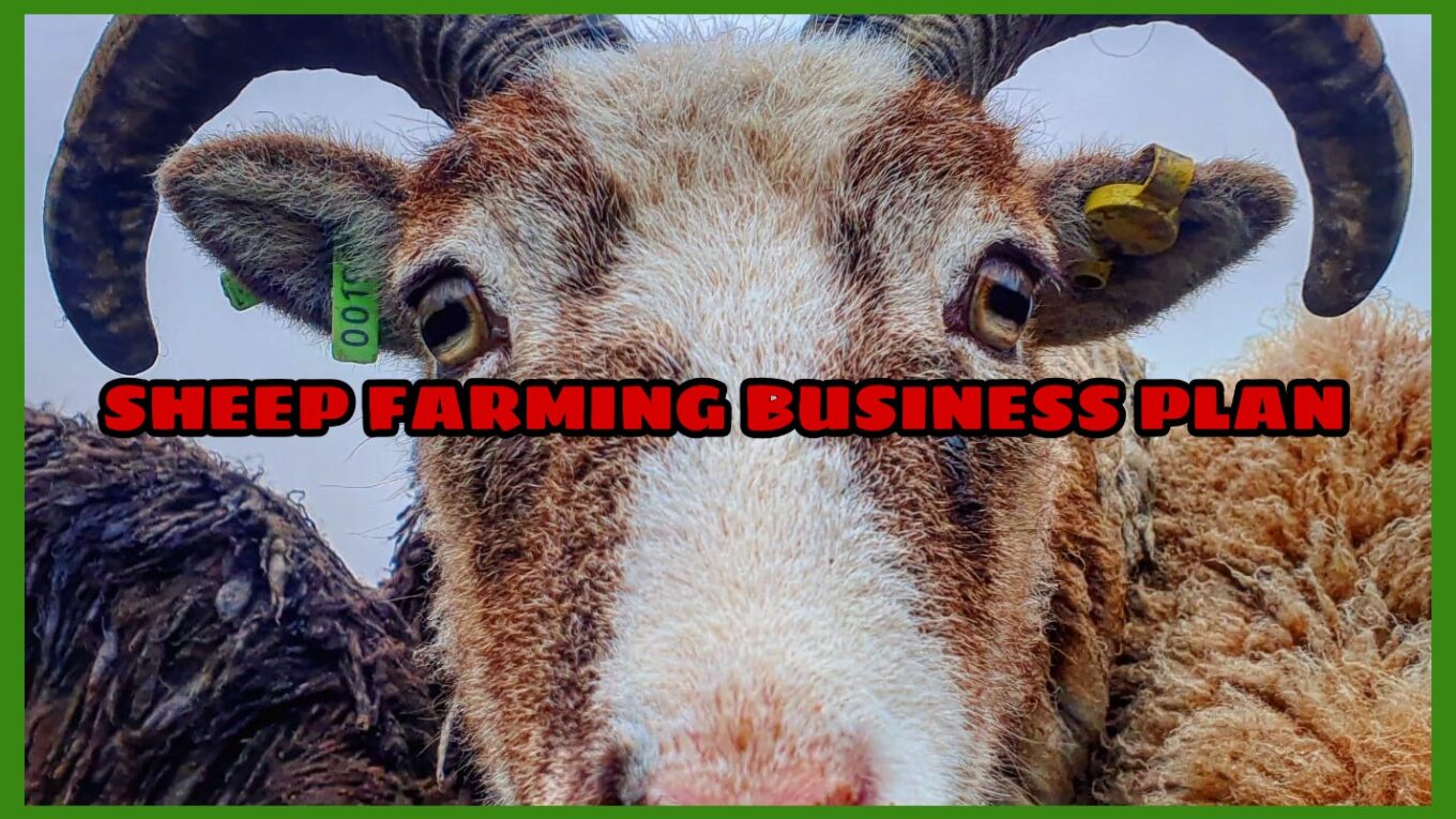 SHEEP FARMING BUSINESS PLAN