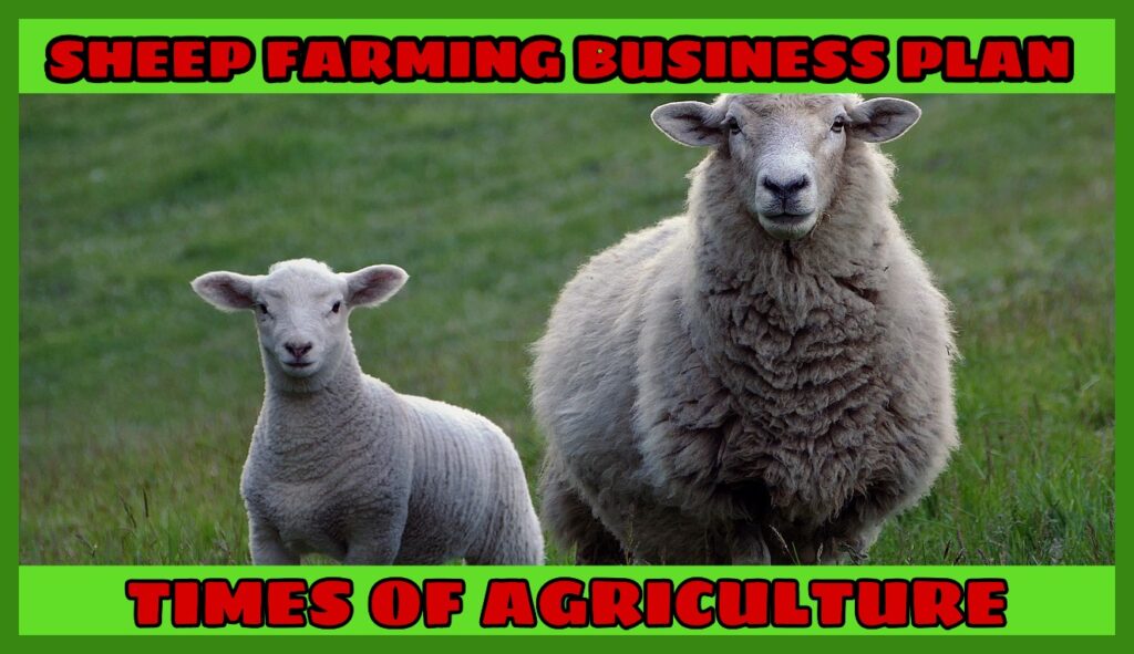 SHEEP FARMING BUSINESS PLAN