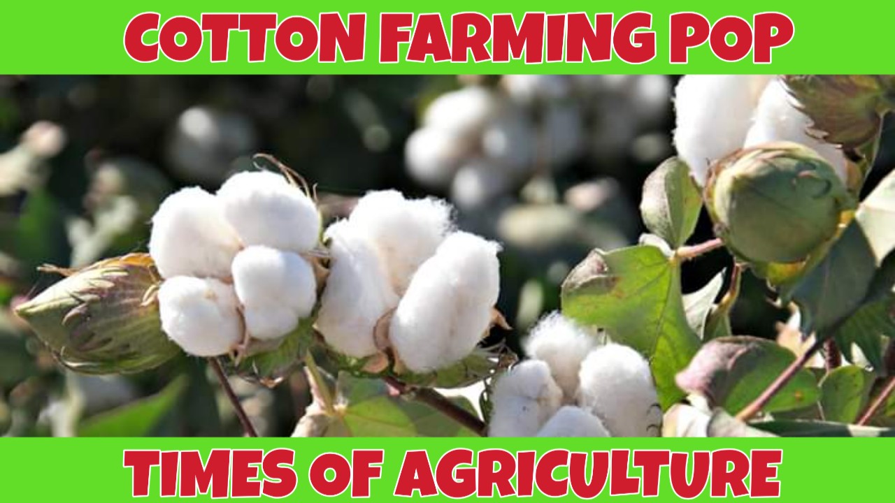 Cotton cultivation in India