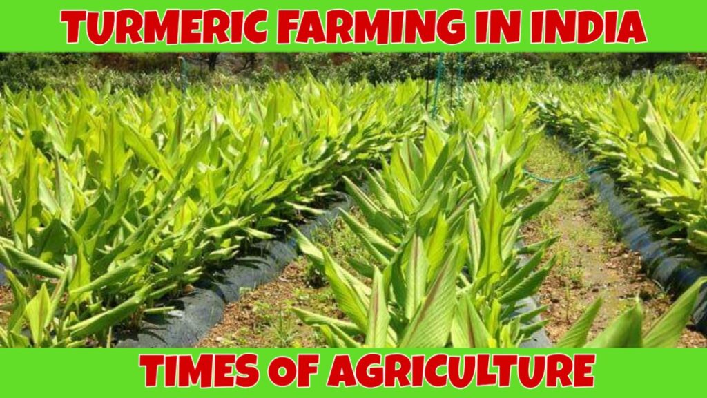 TURMERIC FARMING IN INDIA