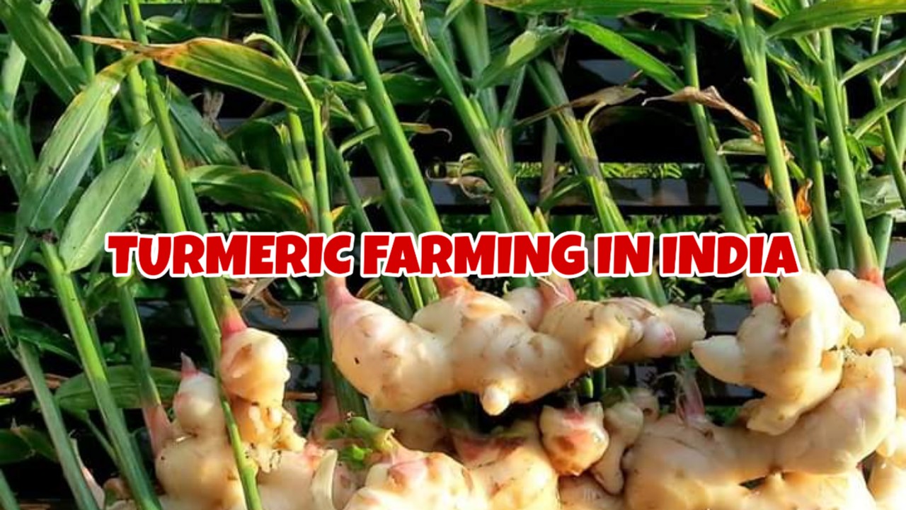 TURMERIC FARMING IN INDIA