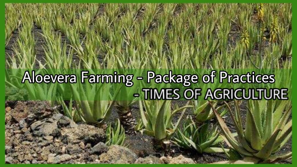 Aloevera Farming Package of Practices