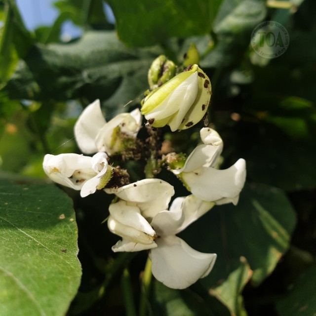 Aphids infestation on flowers of beans