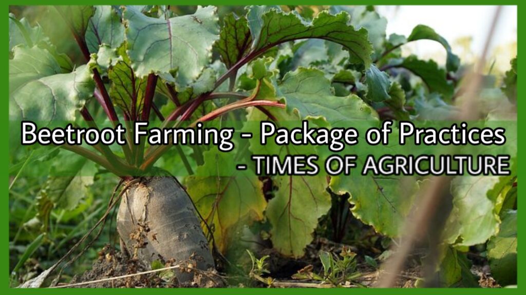 BEETROOT FARMING PACKAGE OF PRACTICES