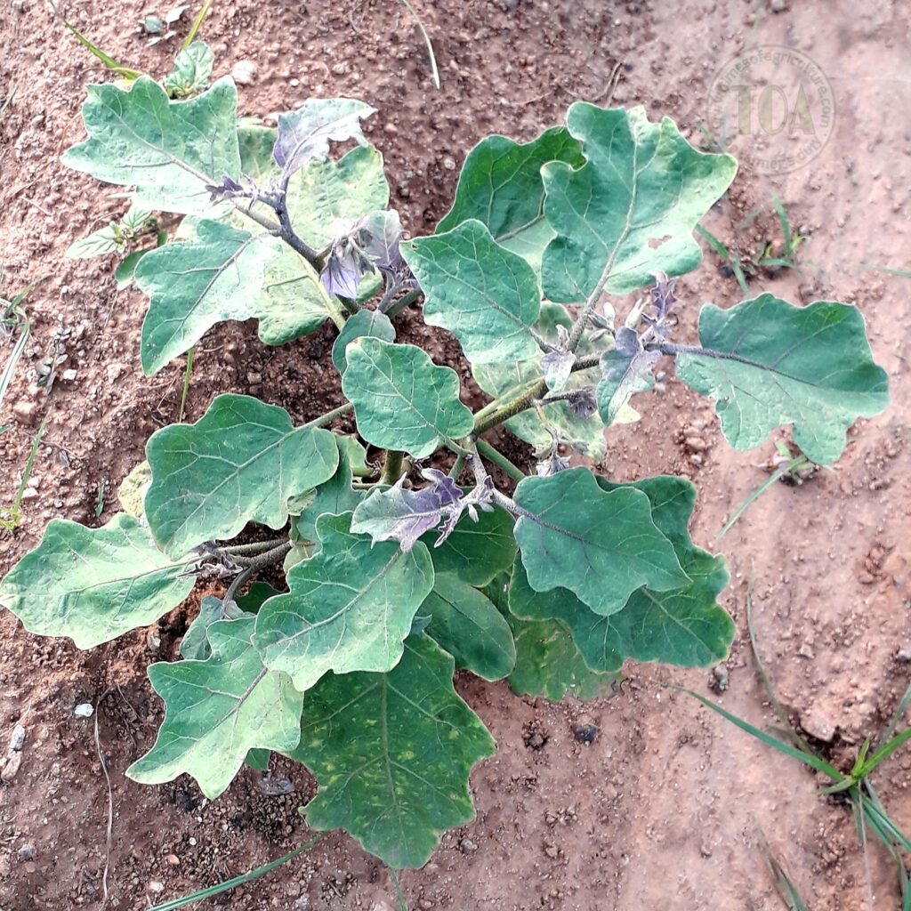 Brinjal plant