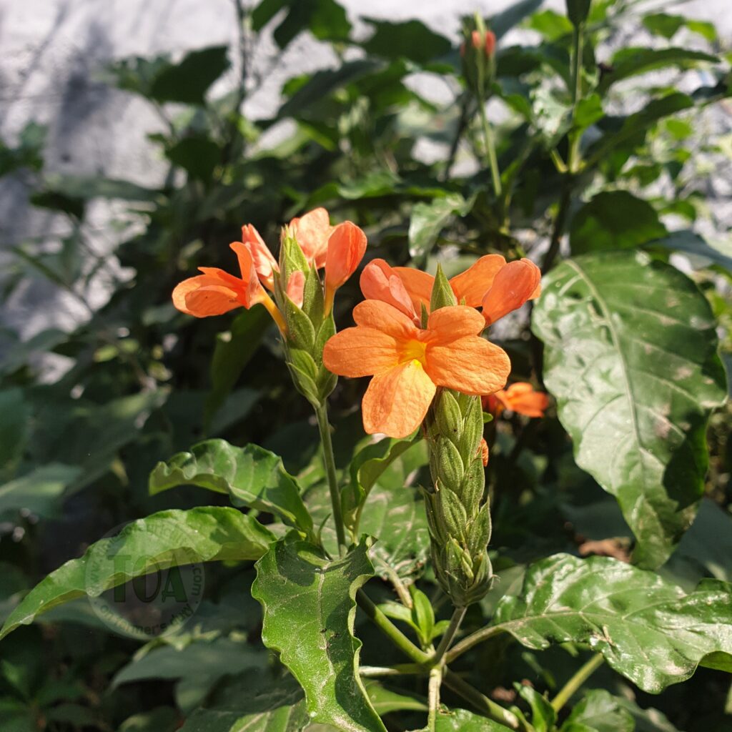 Crossandra infundibuliformis (Kanakambaram) flower