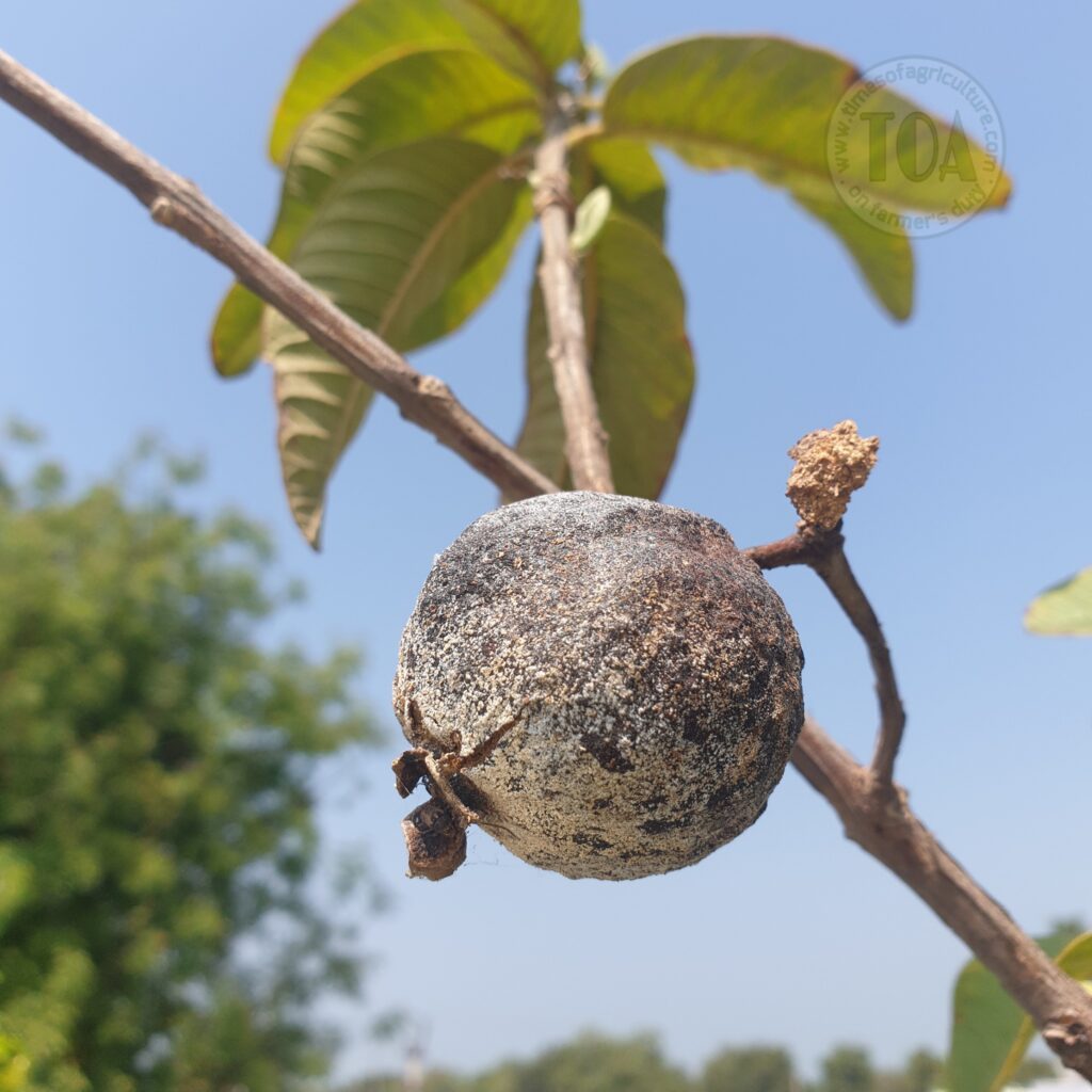 Dry rotten Guava