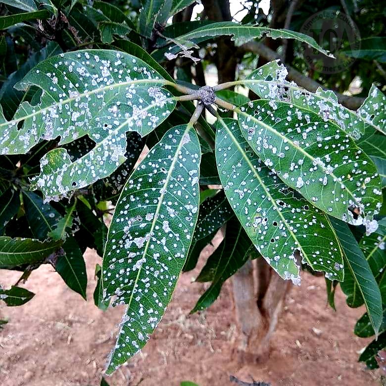 Galls on mango leaves due to gall insect