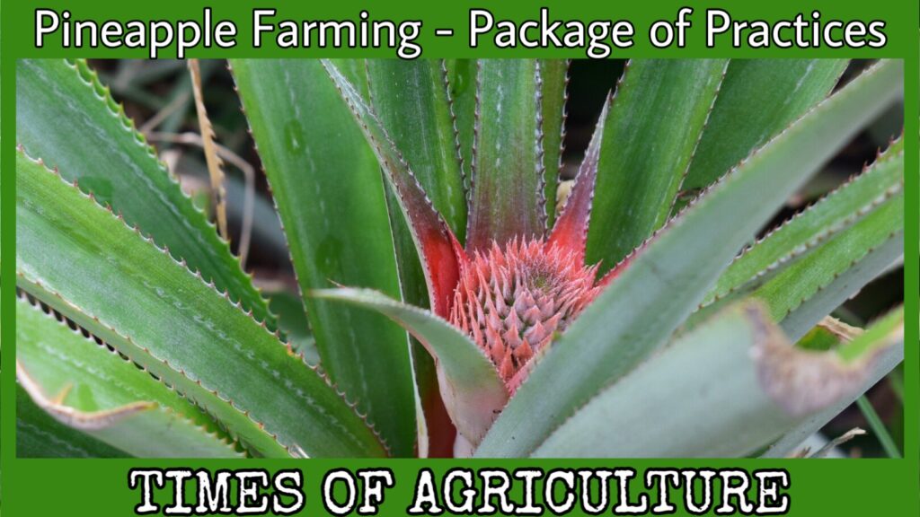 PINEAPPLE FARMING PACKAGE OF PRACTICES