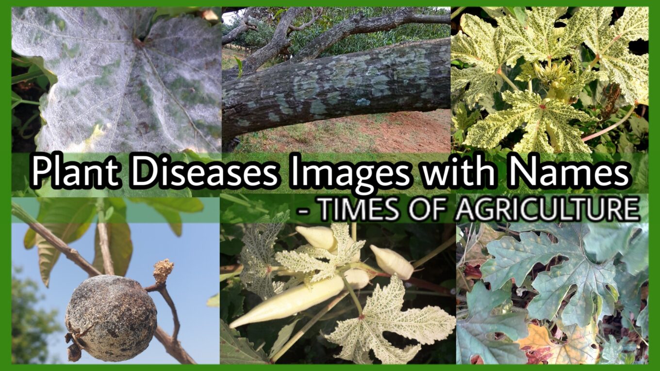 PLANT DISEASES IMAGES WITH NAMES