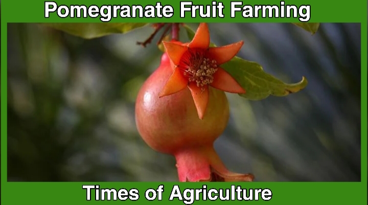 POMEGRANATE FARMING PACKAGE OF PRACTICES