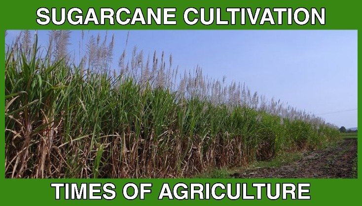 SUGARCANE PACKAGE OF PRACTICES