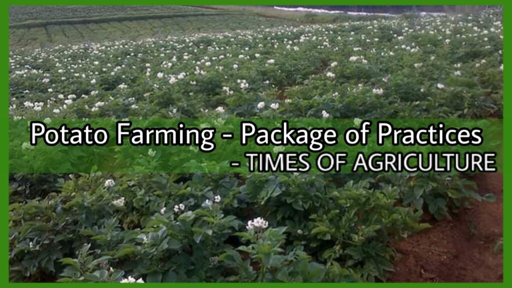 Potato farming package of practices