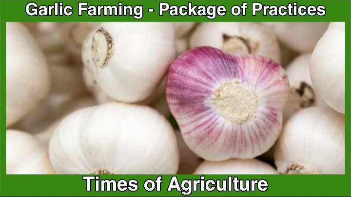 TOA GARLIC FARMING PACKAGE OF PRACTICES