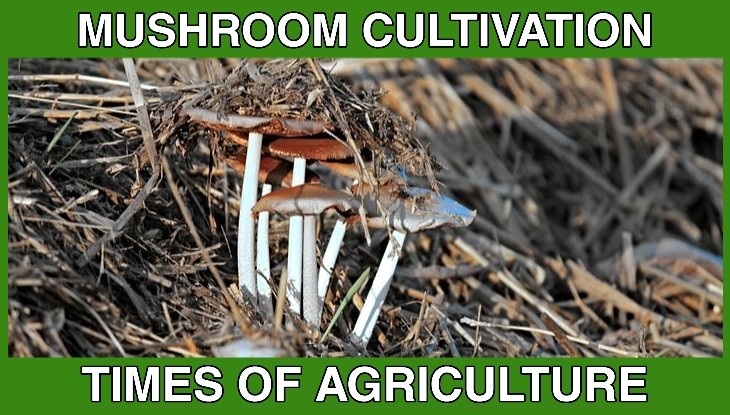 TOA MUSHROOM CULTIVATION