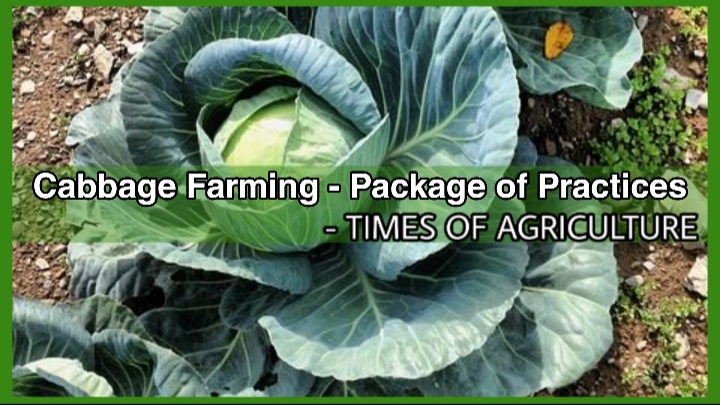 CABBAGE FARMING PACKAGE OF PRACTICES