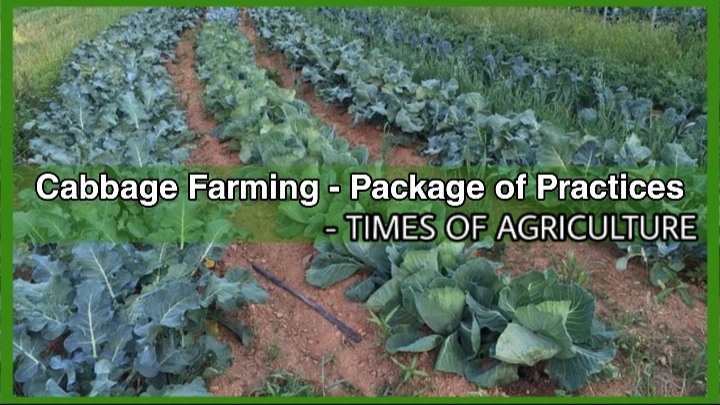 CABBAGE FARMING PACKAGE OF PRACTICES