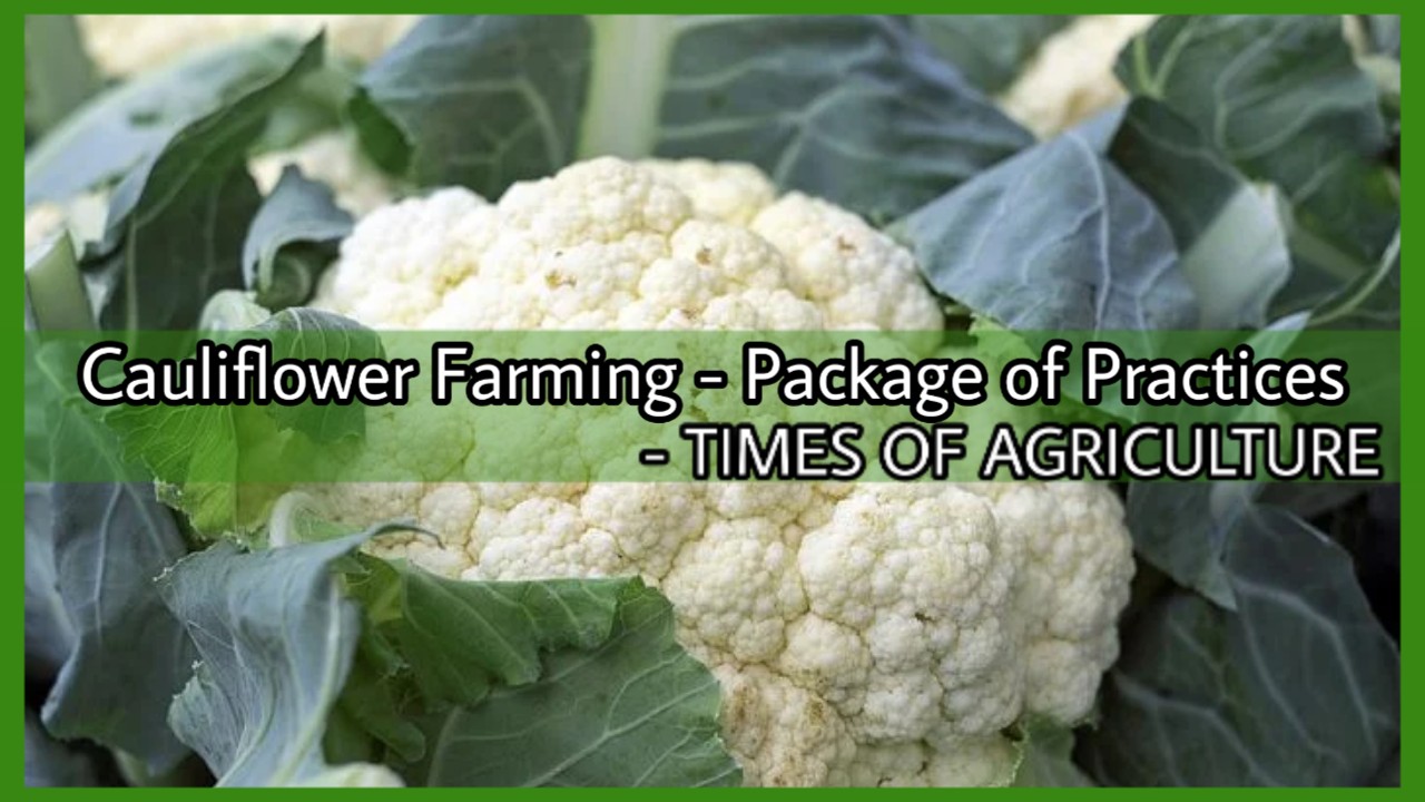 CAULIFLOWER FARMING- PACKAGE OF PRACTICES