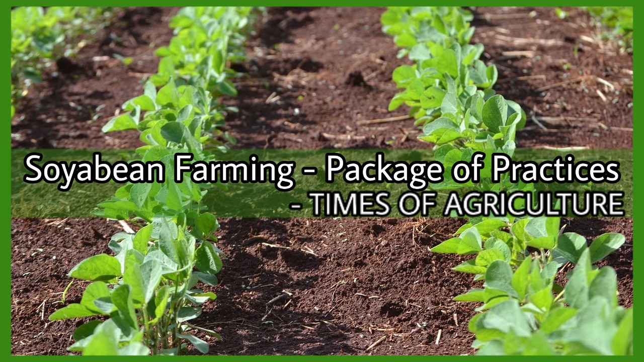 How to Start Profitable Soybean Farming Package of Practices TIMES