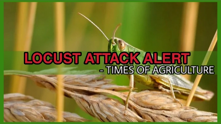 LOCUST ALERT IN TELANGAN - TOA