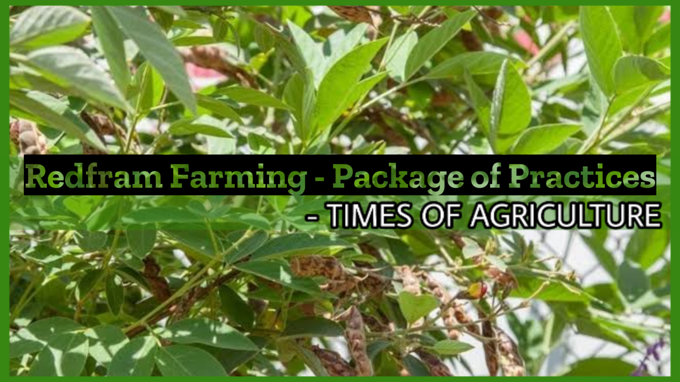REDGRAM-FARMING-PACKAGE-OF-PRACTICES-TIMESOFAGRICULTURE