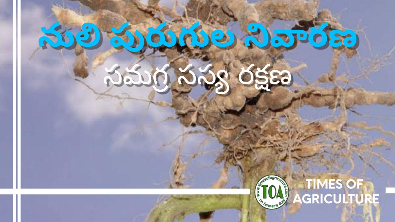 timesofagriculture.com root knot nematode