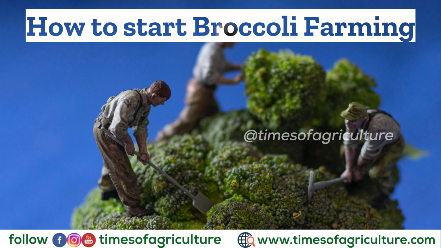 Broccoli Farming Guide TIMES OF AGRICULTURE