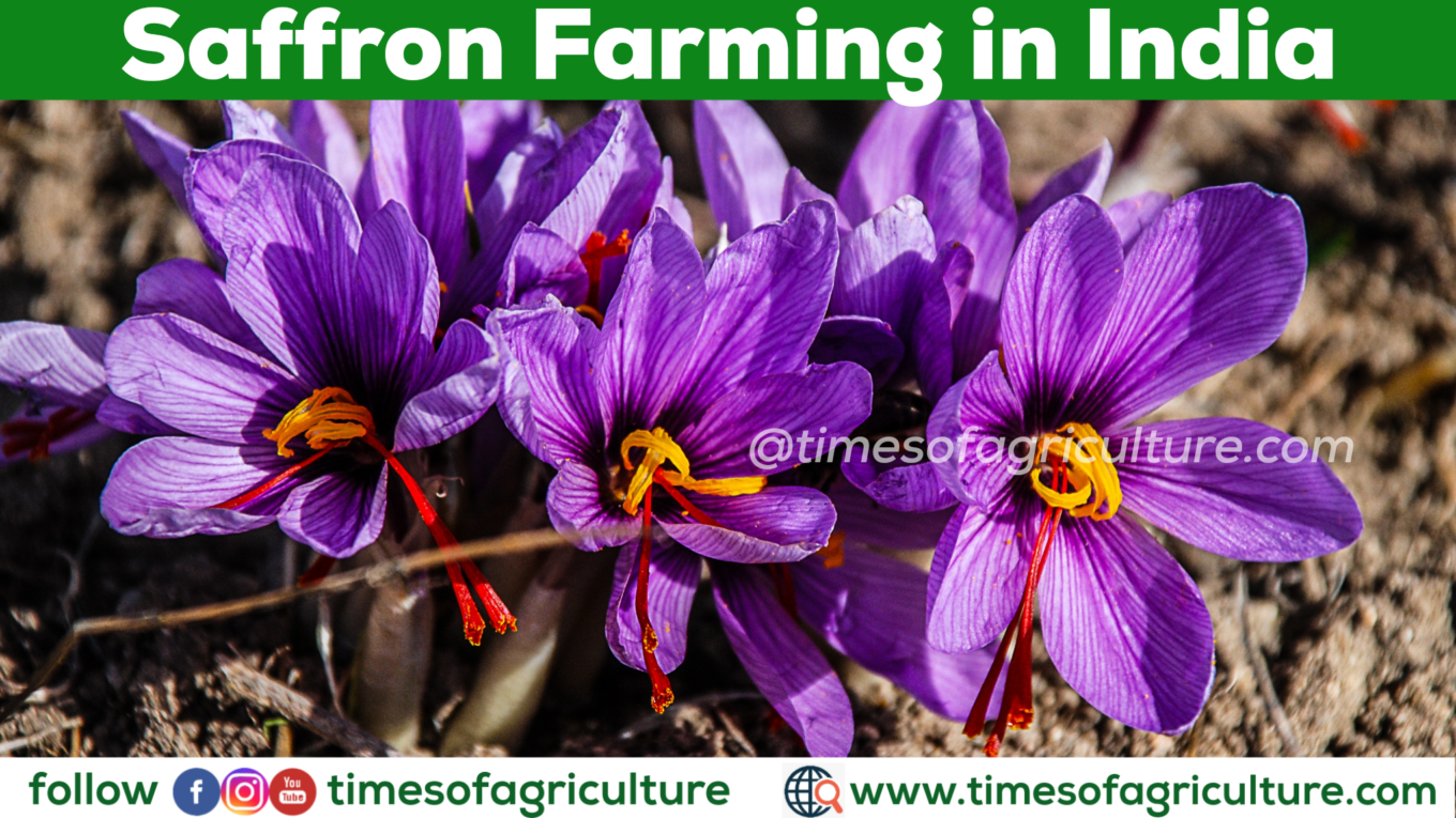 SAFFRON FARMING IN INDIA