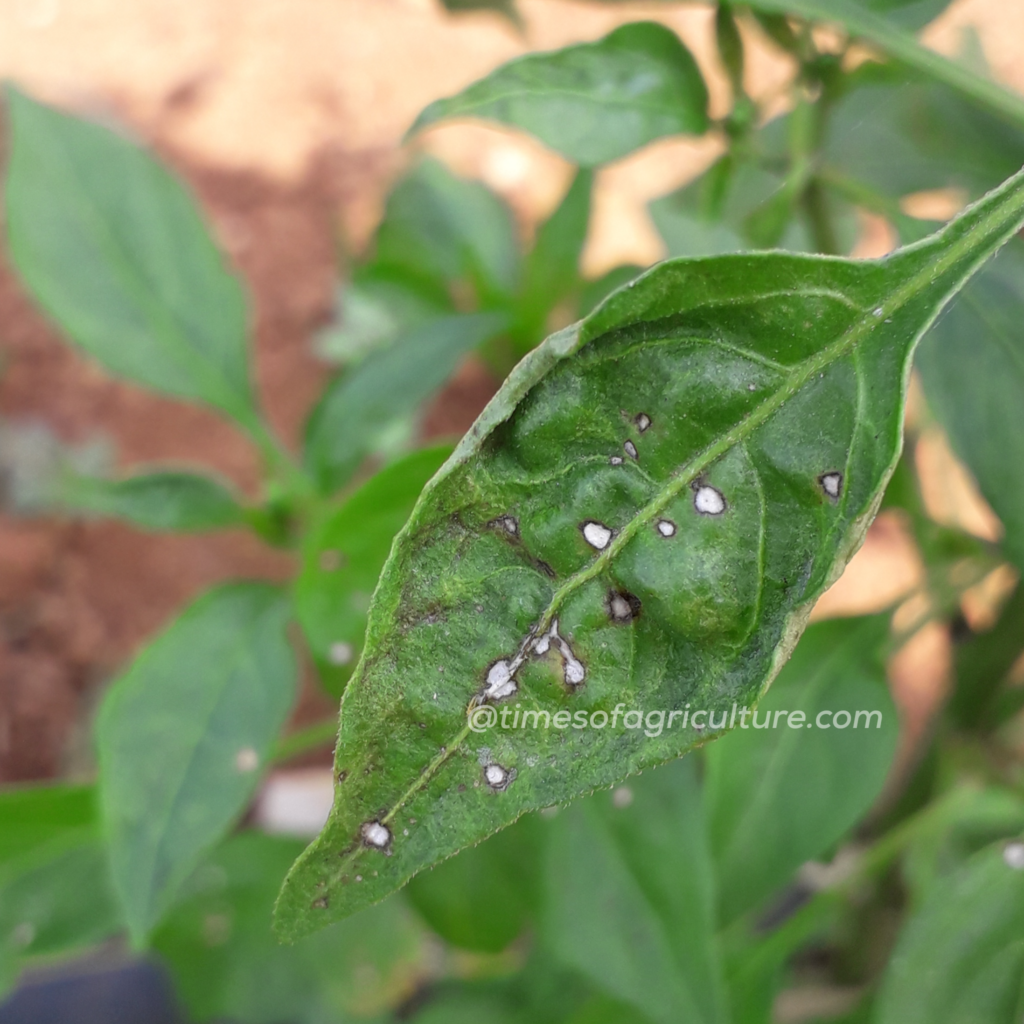 CHILLI CERCOSPORA LEAF SPOT DISEASE TIMES OF AGRICULTURE 1