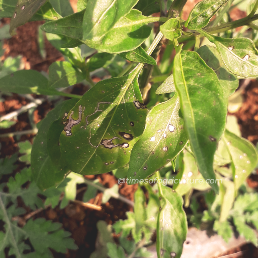 CHILLI CERCOSPORA LEAF SPOT DISEASE TIMES OF AGRICULTURE 3