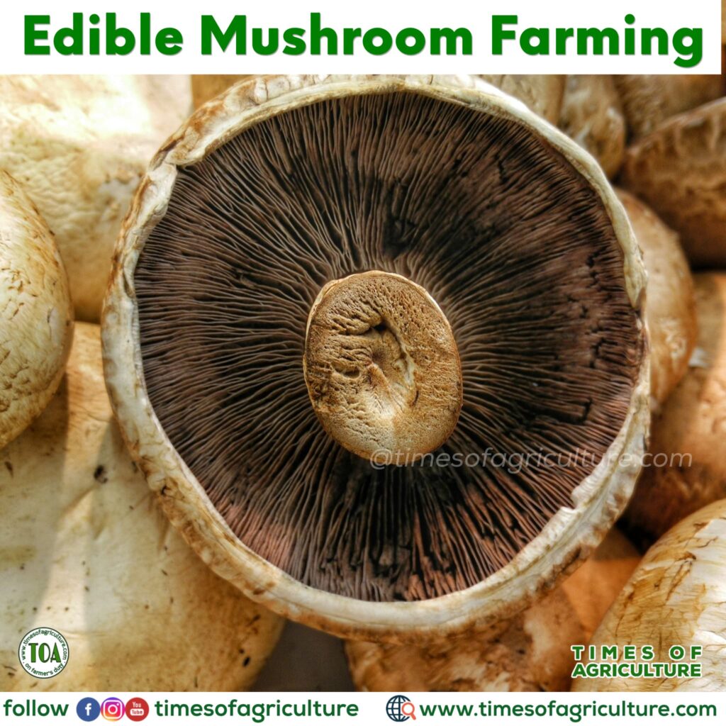 MUSHROOM FARMING 