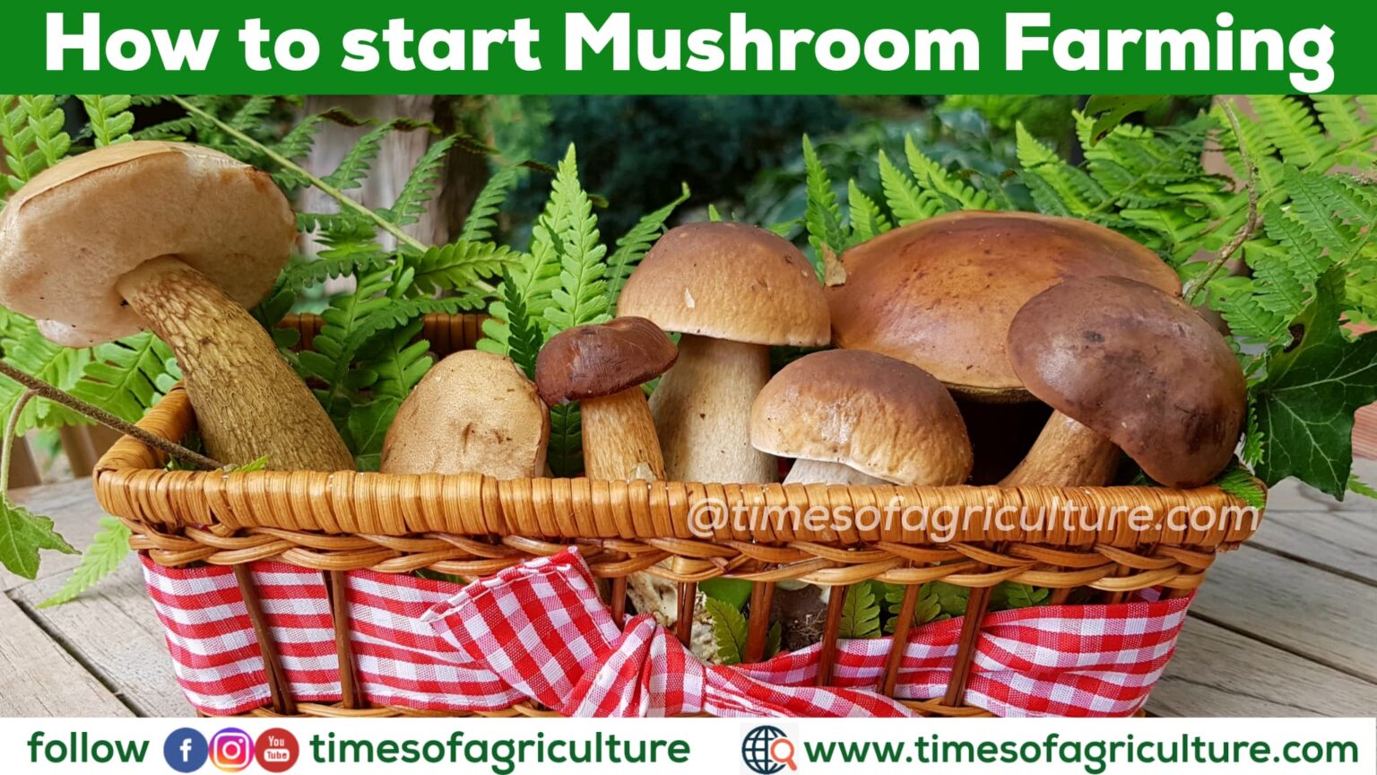 Step by step procedure to start Mushroom Farming in India Archives