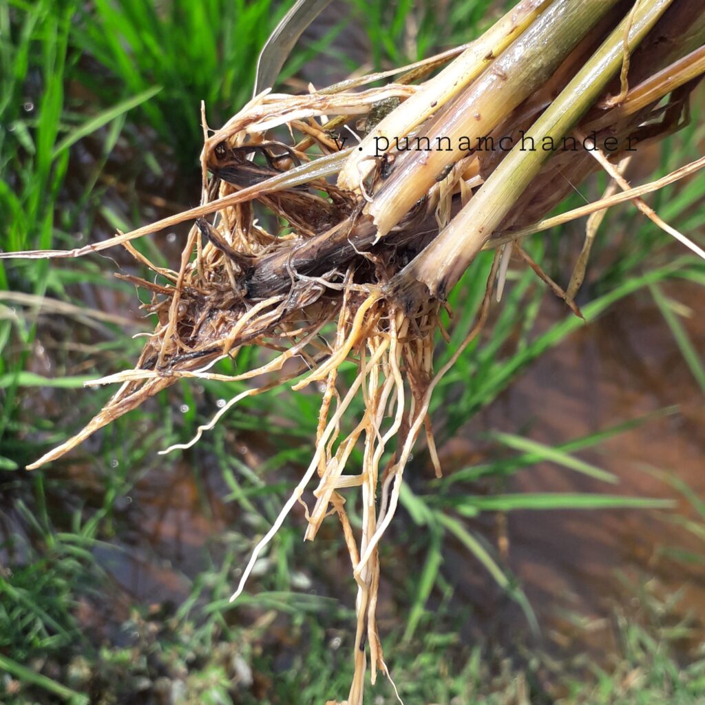 SNAIL DAMAGE IN PADDY