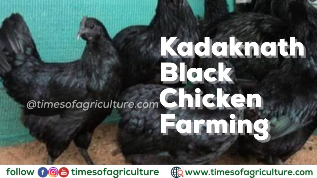 Kadaknath Chicken Farming AgriBusiness - TIMES OF AGRICULTURE