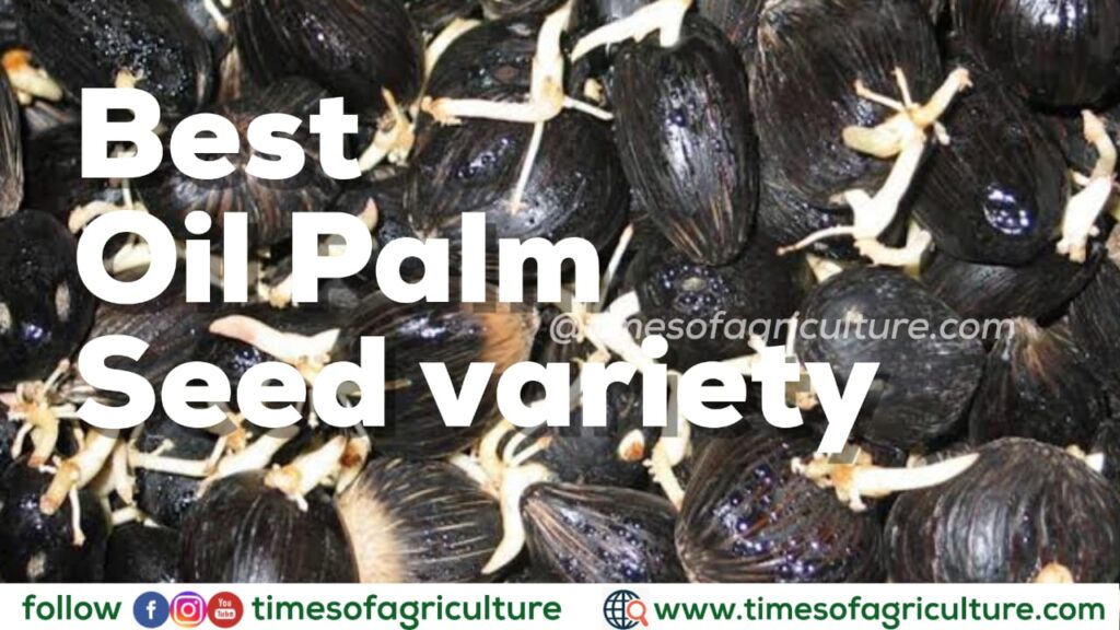 BEST OIL PALM SEED VARIETY