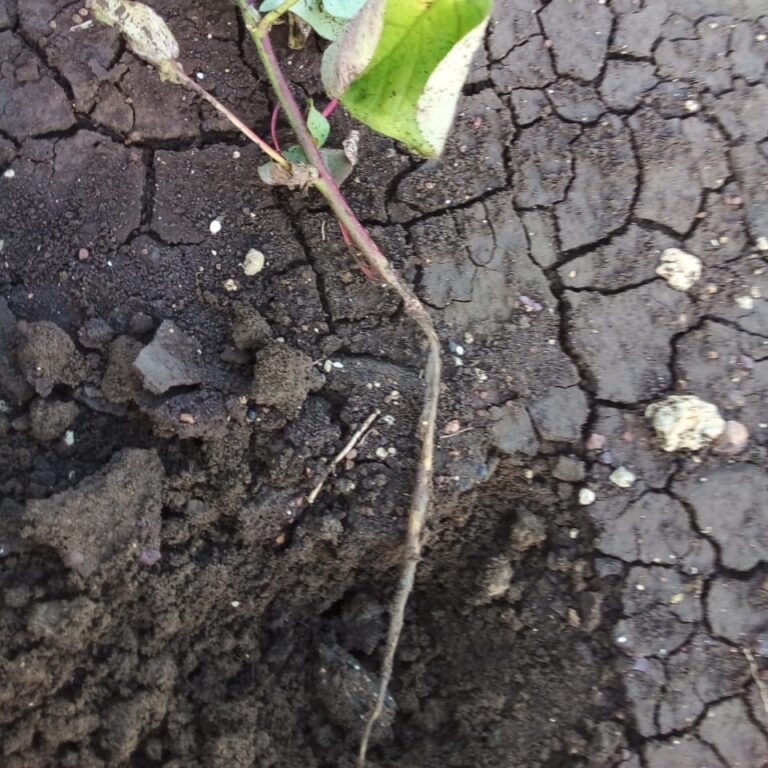 How to Control Cotton Stem Girdler TIMES OF AGRICULTURE