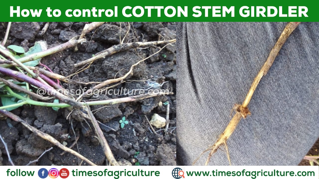 HOW TO CONTROL COTTON STEM GIRDLER INSECT PEST