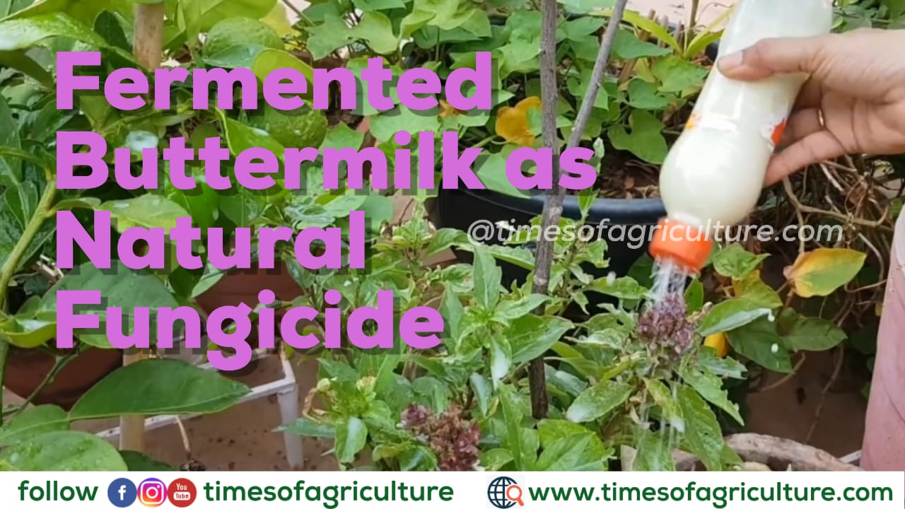 FERMENTED BUTTERMILK AS NATURAL FUNGICIDE
