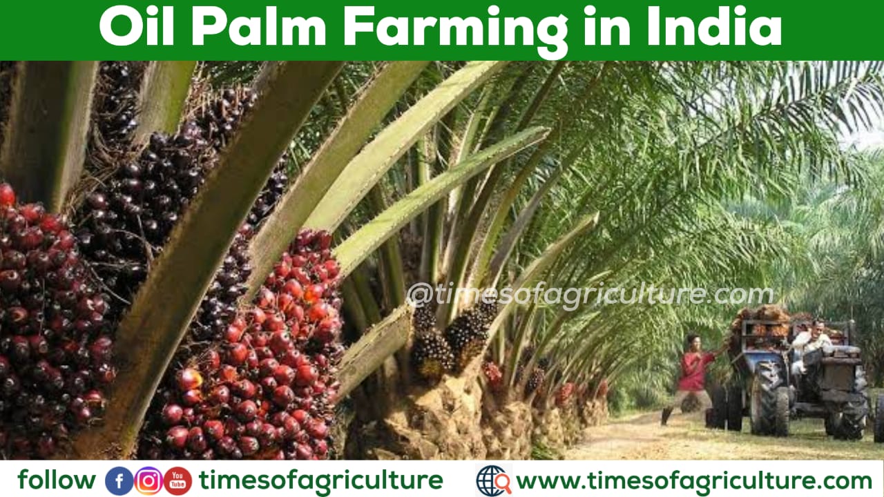 OIL PALM FARMING IN INDIA