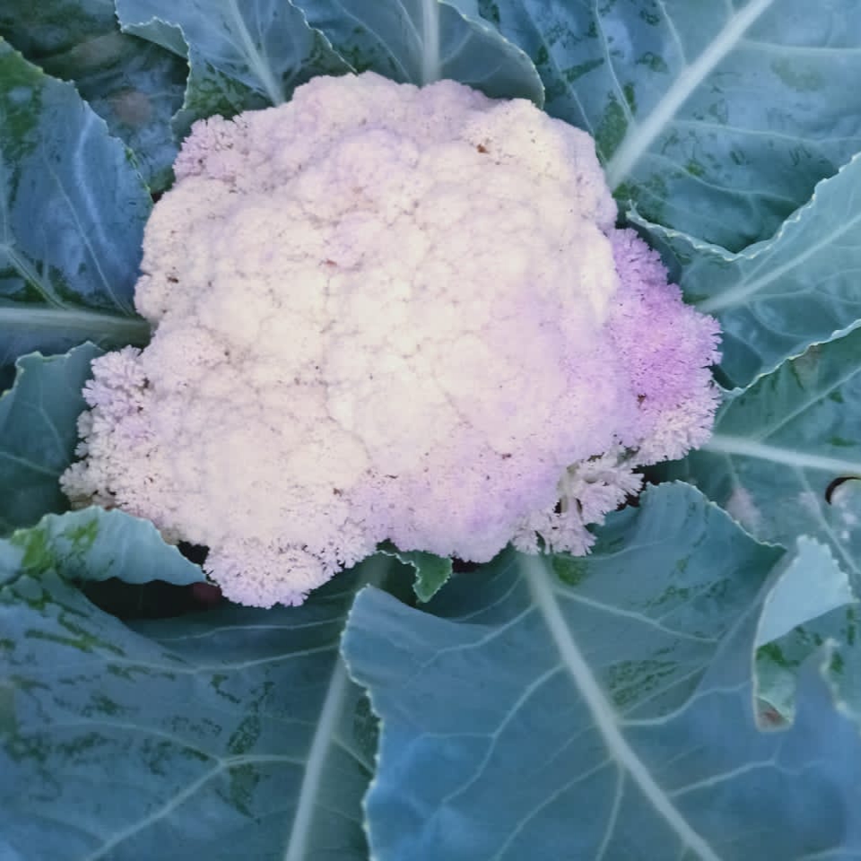 Cauliflower color change