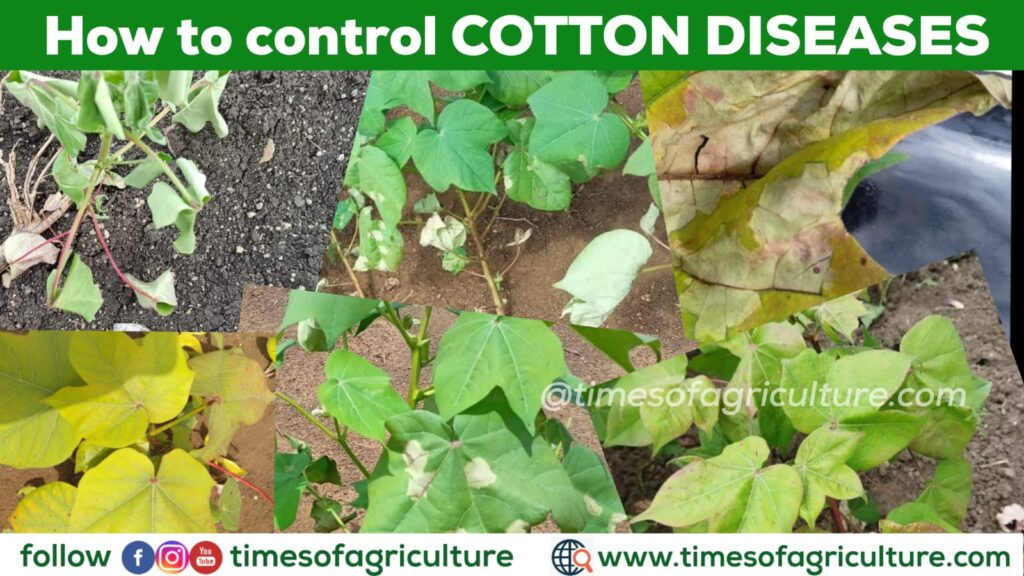 Cotton Diseases and Control TIMES OF AGRICULTURE